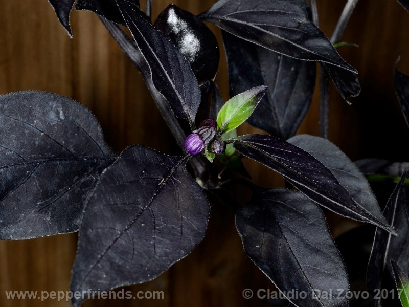 black-namaqualand_001_fiore_03.jpg