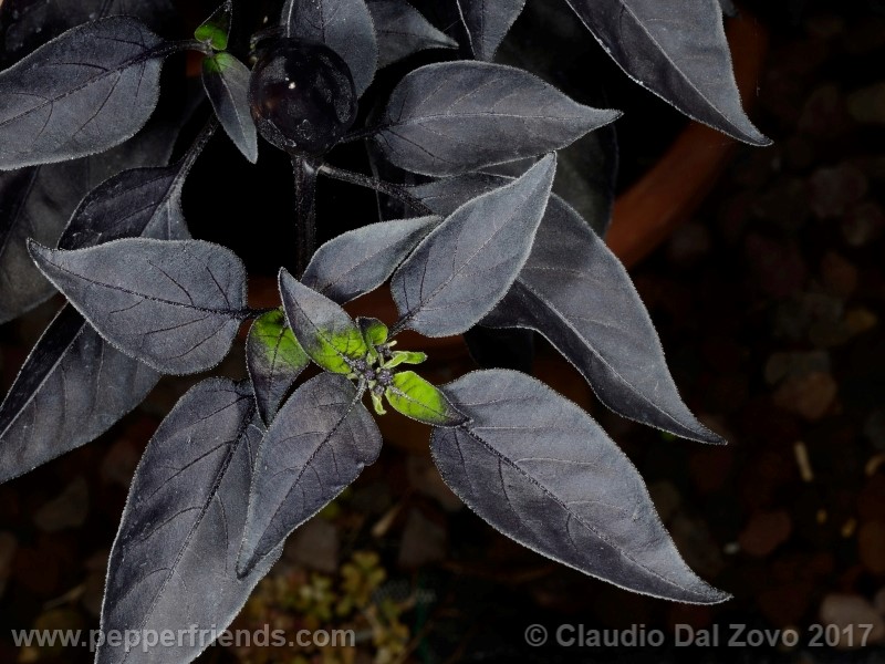 black-namaqualand_001_frutto_03.jpg