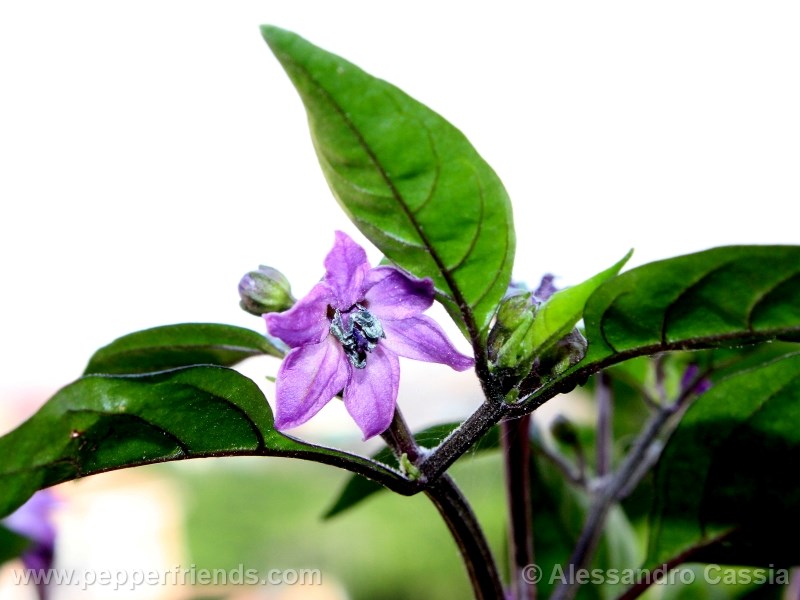 bolivian-rainbow_001_fiore_04.jpg