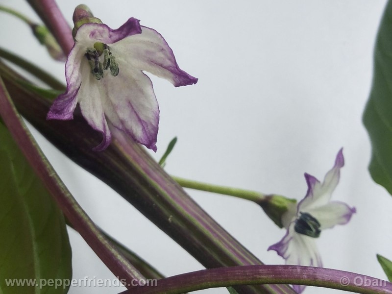 buena-mulata_001_fiore_11.jpg