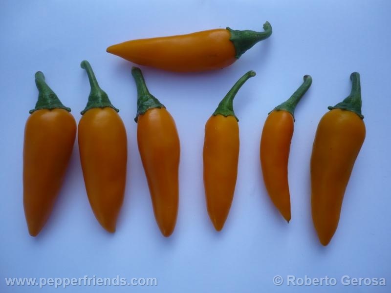 bulgarian-carrot_001_frutto_06.jpg