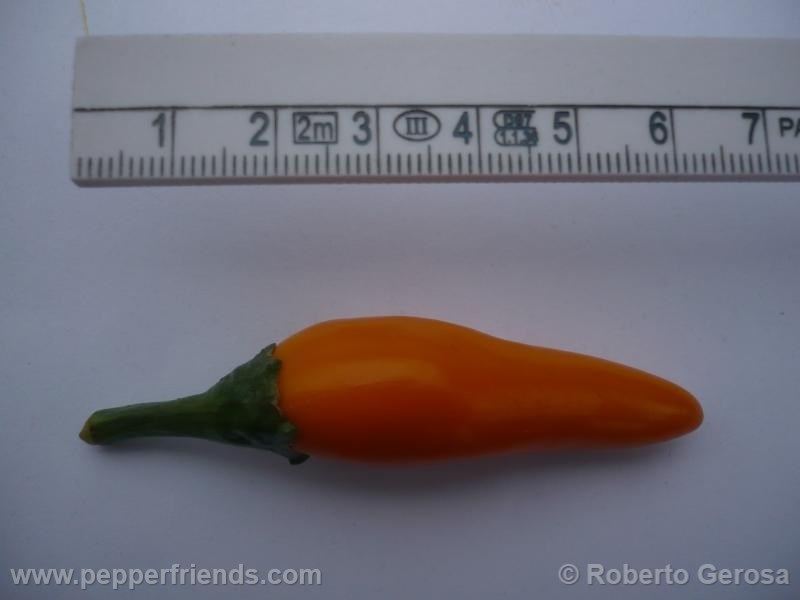 bulgarian-carrot_001_frutto_07.jpg