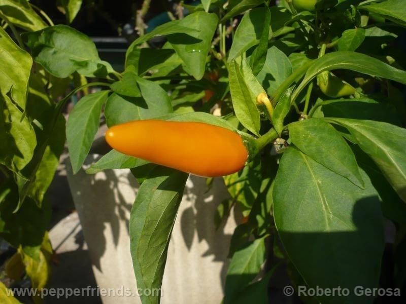 bulgarian-carrot_001_pianta_05.jpg