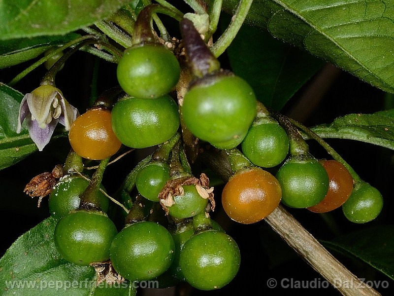 caatingae_001_frutto_11.jpg