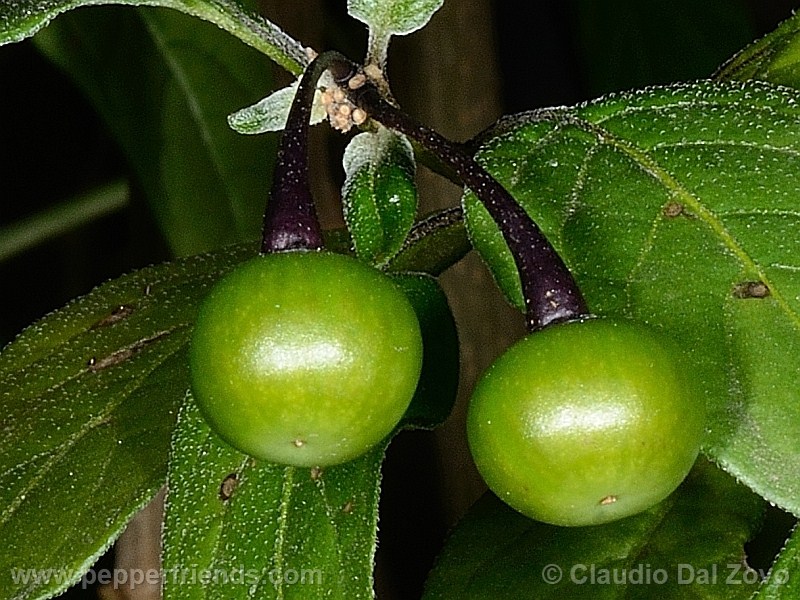 caatingae_001_frutto_12.jpg