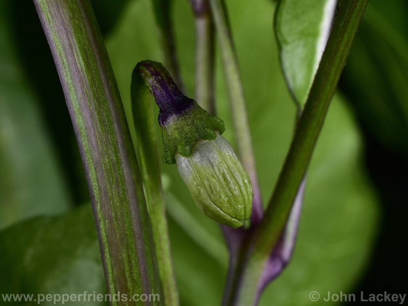 cabai-burung-ungu_001_fiore_03.jpg