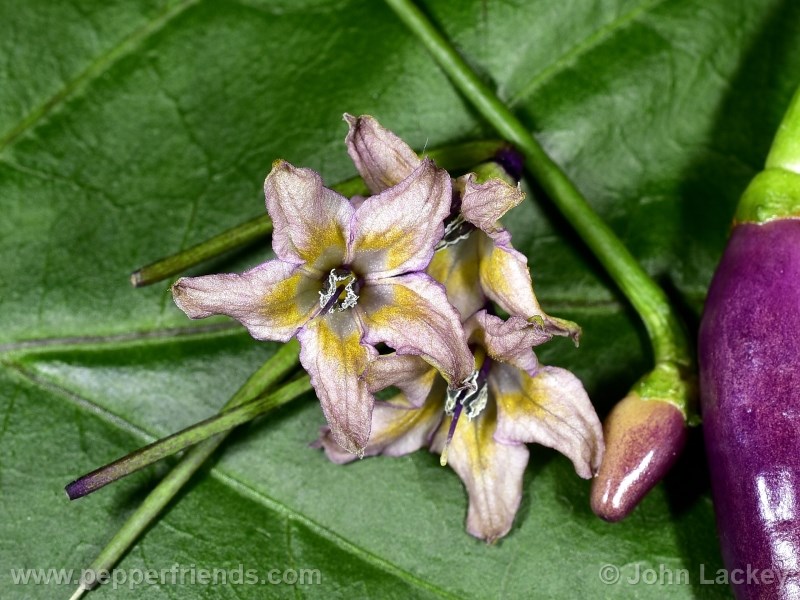 cabai-burung-ungu_001_fiore_04.jpg