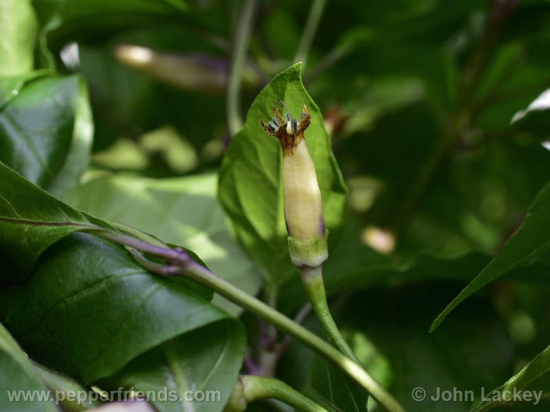 cabai-burung-ungu_002_frutto_05.jpg