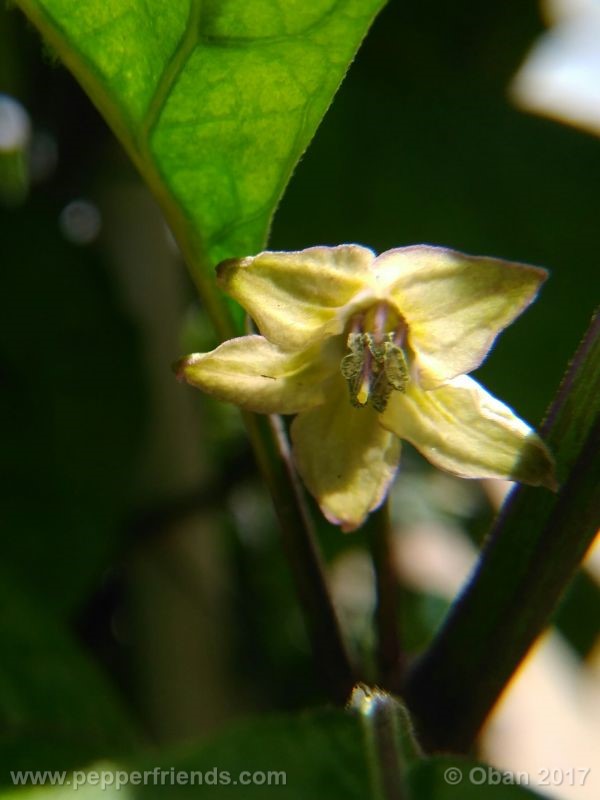 cabai-burungu-ungu_003_fiore_13.jpg
