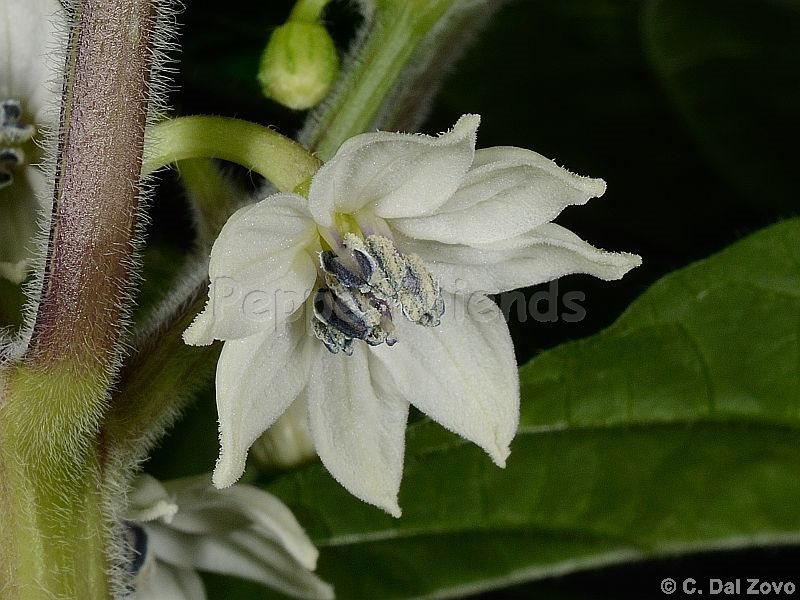 caiamarca_002_fiore_01.jpg