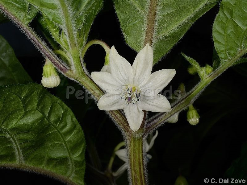 caiamarca_002_fiore_02.jpg