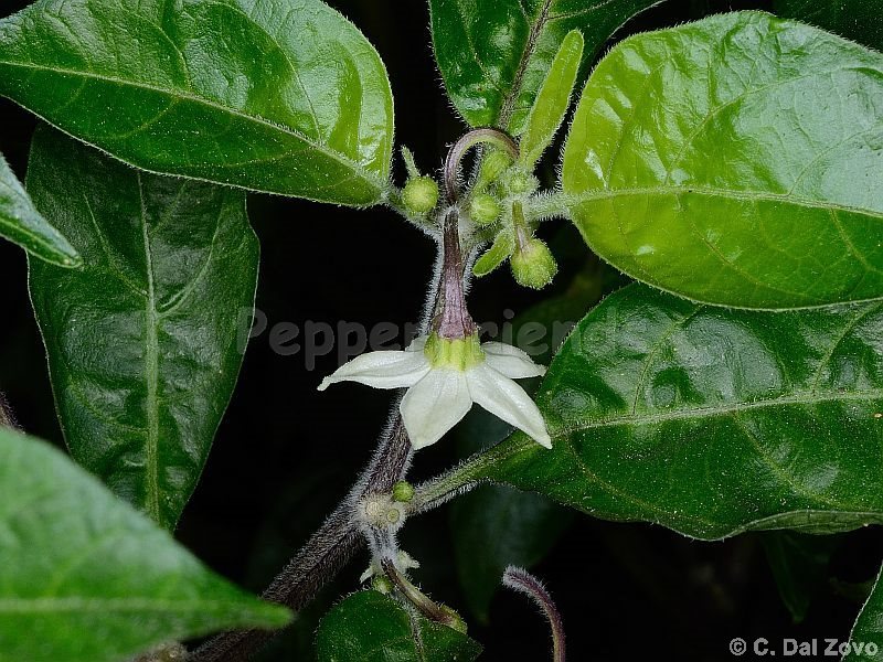 caiamarca_002_fiore_04.jpg