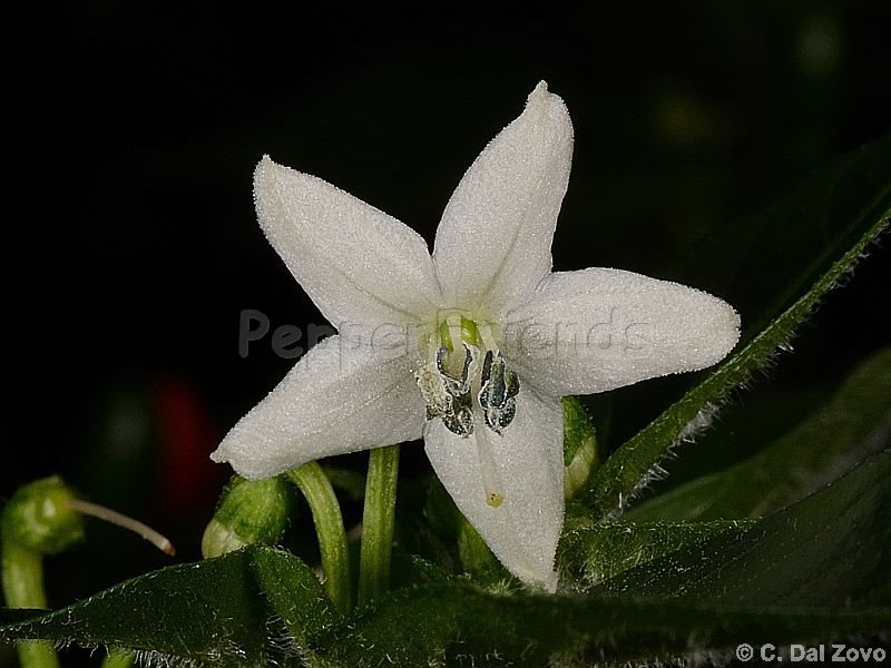 calousa-indian-mound_001_fiore_01.jpg