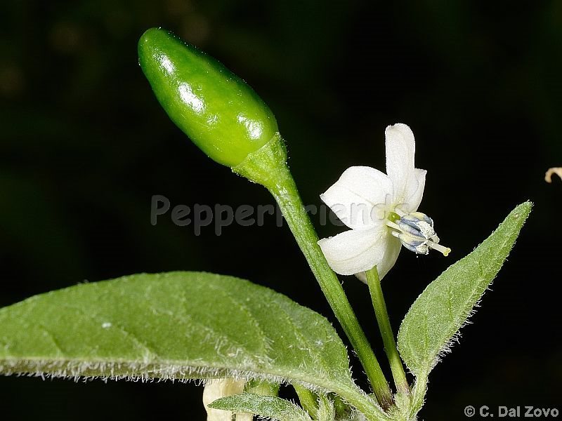 calousa-indian-mound_001_fiore_02.jpg