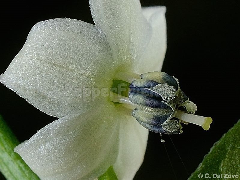 calousa-indian-mound_001_fiore_03.jpg