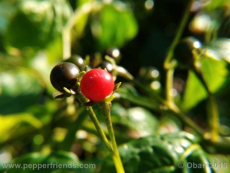 2043896510_Capsicum_eximium_CAP1491_002_frutto_18.jpg