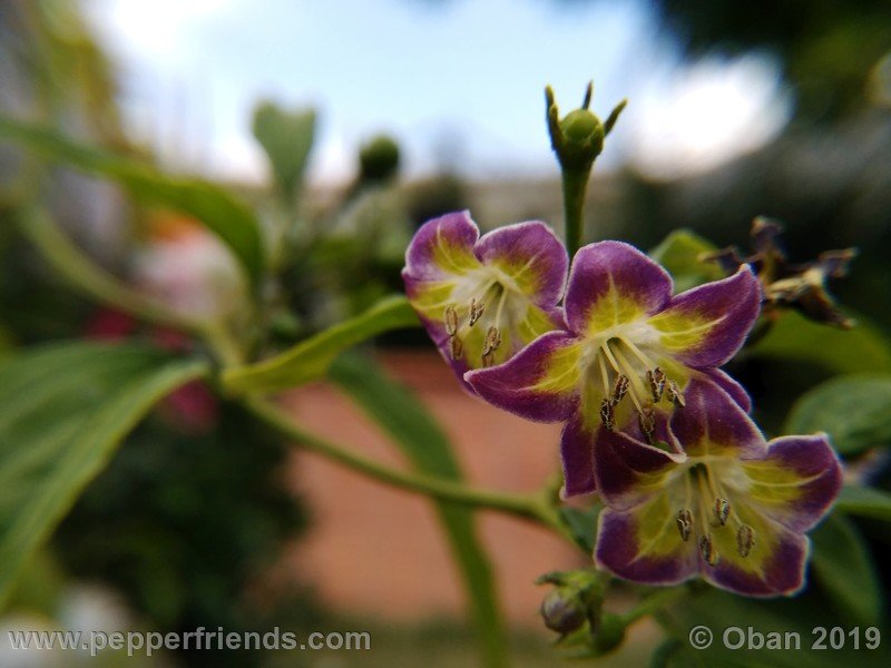 2077645479_Capsicum_eximium_CAP1491_002_fiore_29.jpg