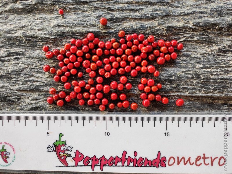 1650365559_Capsicum_eximium_CAP1491_003_frutto_24.jpg