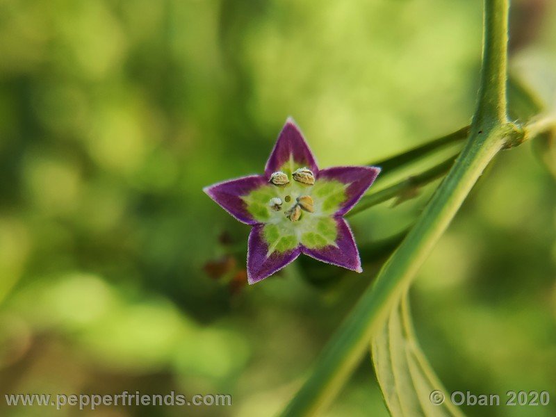 1708684896_Capsicum_eximium_CAP1491_003_fiore_18.jpg
