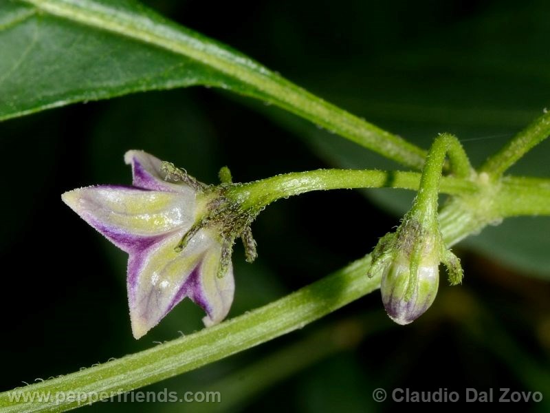 cap1530_001_fiore_03.jpg