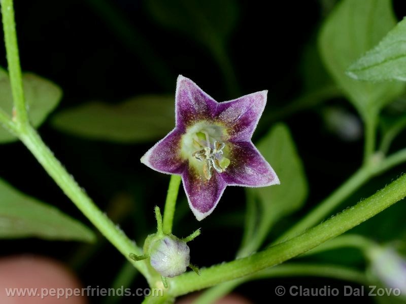 cap1530_001_fiore_05.jpg