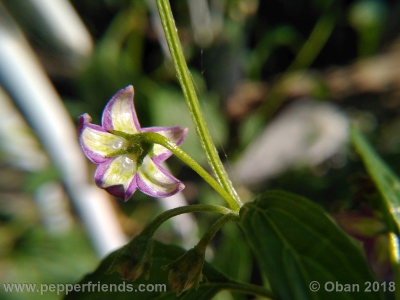 1081038737_Capsicum_eximium_CAP500_001_fiore_12.jpg