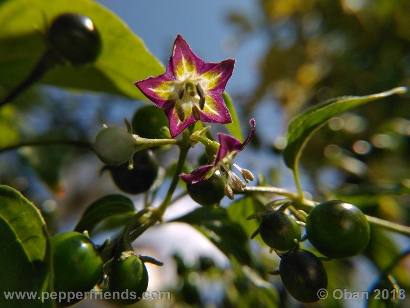 1227143383_Capsicum_eximium_CAP500_001_fiore_31.jpg