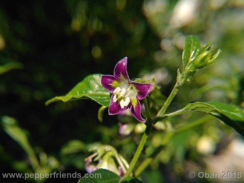 125635771_Capsicum_eximium_CAP500_001_fiore_22.jpg