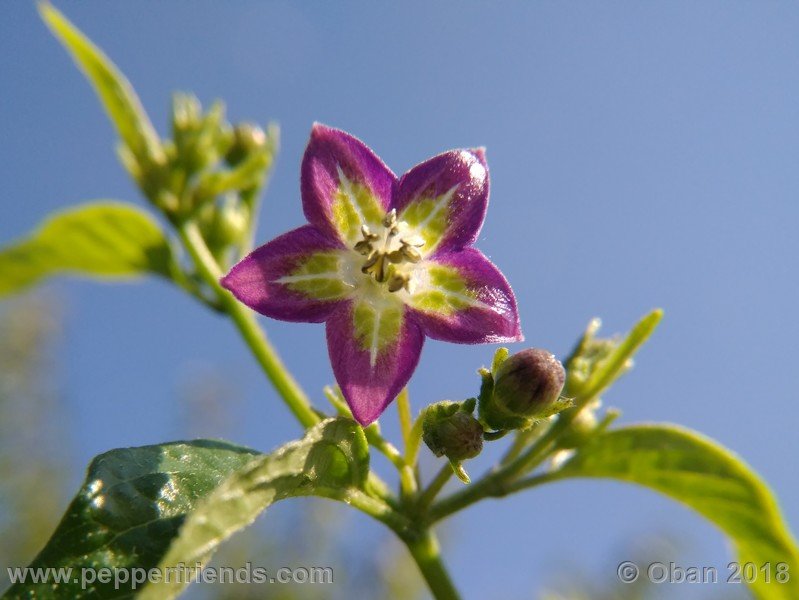 1344533285_Capsicum_eximium_CAP500_001_fiore_27.jpg