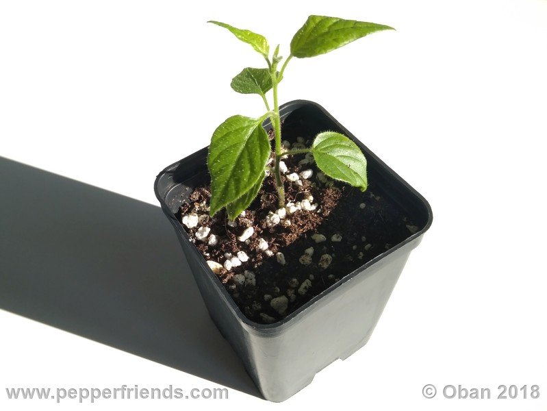 1397465943_Capsicum_eximium_CAP500_001_pianta_03.jpg