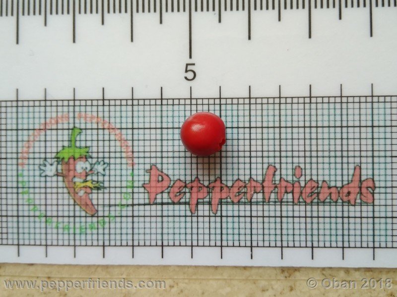 1785950489_Capsicum_eximium_CAP500_001_frutto_08.jpg