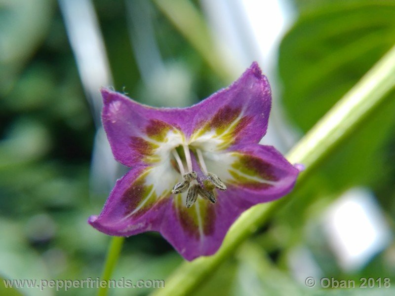 2116737633_Capsicum_eximium_CAP500_001_fiore_03.jpg