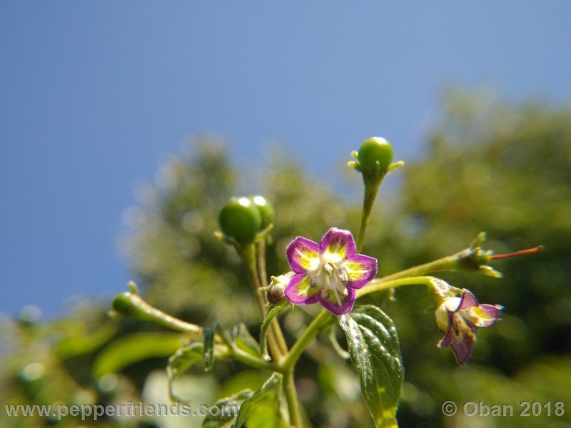 249165664_Capsicum_eximium_CAP500_001_fiore_29.jpg