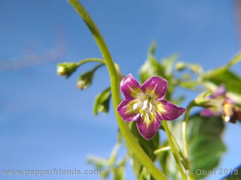 520210793_Capsicum_eximium_CAP500_001_fiore_04.jpg