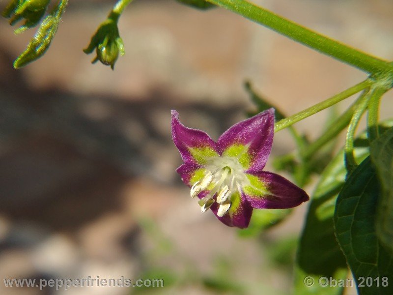 527495821_Capsicum_eximium_CAP500_001_fiore_11.jpg