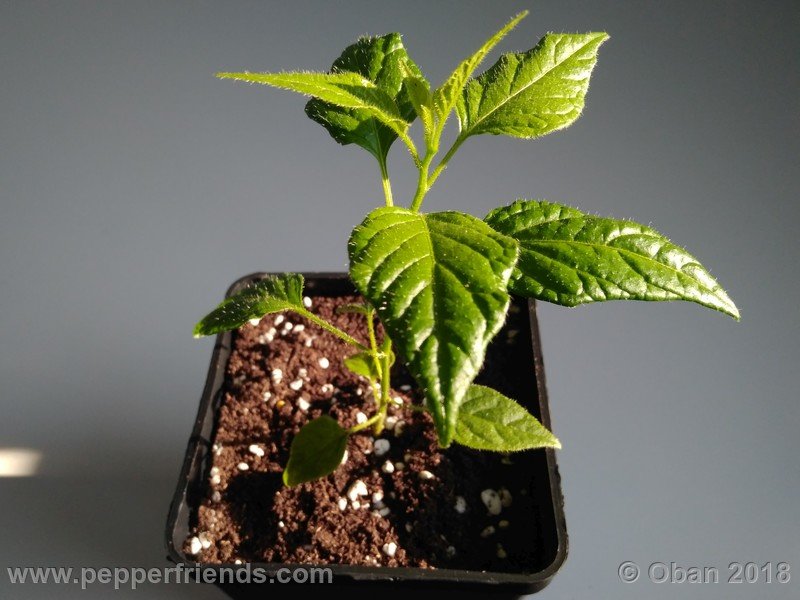 533162318_Capsicum_eximium_CAP500_001_pianta_04.jpg