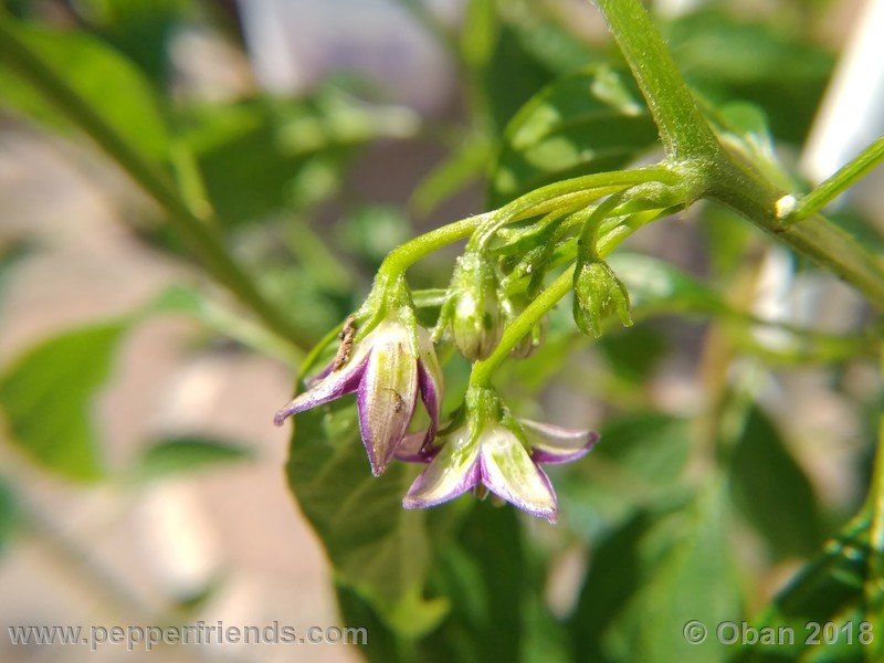 636169946_Capsicum_eximium_CAP500_001_fiore_09.jpg