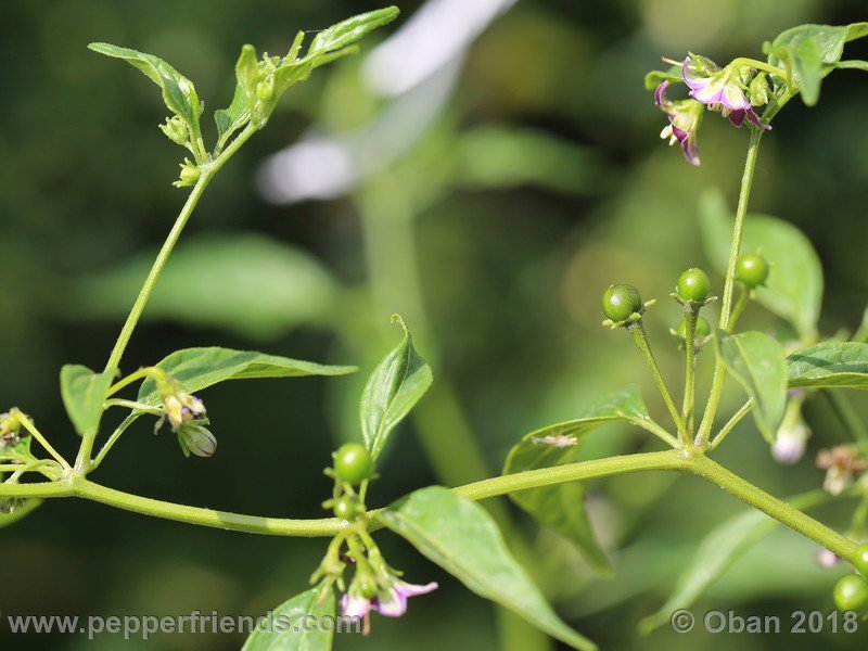 687992737_Capsicum_eximium_CAP500_001_pianta_12.jpg