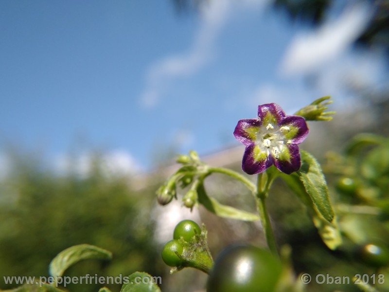 909276411_Capsicum_eximium_CAP500_001_fiore_28.jpg