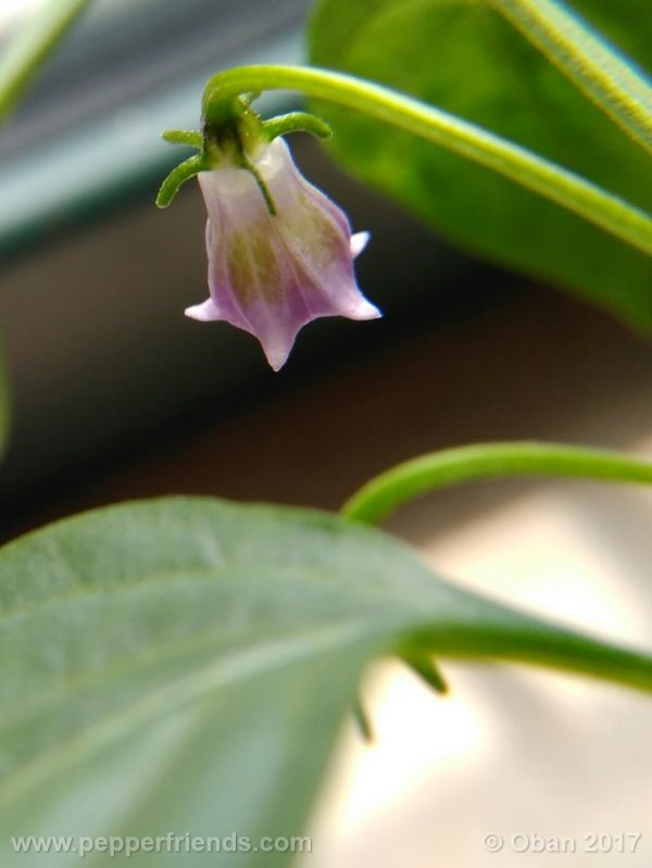 cardenasii_004_fiore_40.jpg