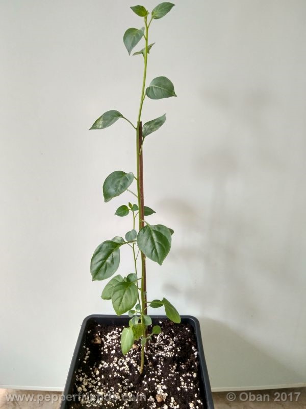cardenasii_004_pianta_24.jpg