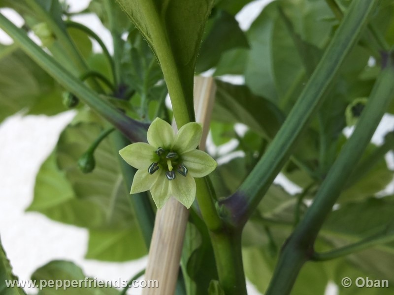 carolina-reaper_001_fiore_02.jpg