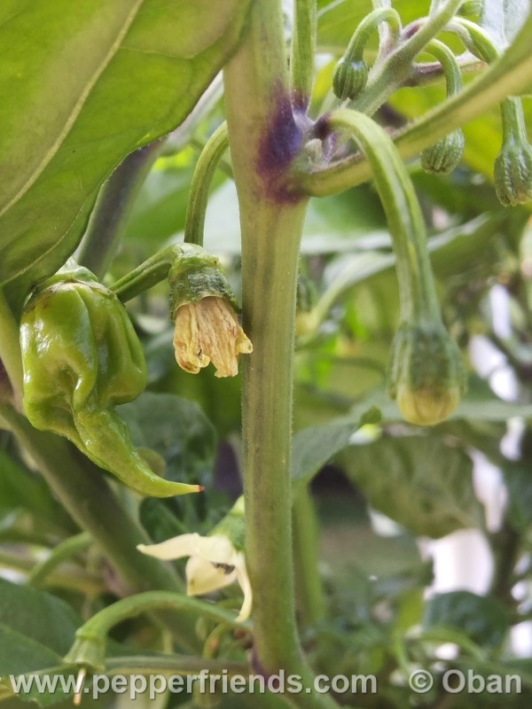 carolina-reaper_001_frutto_01.jpg