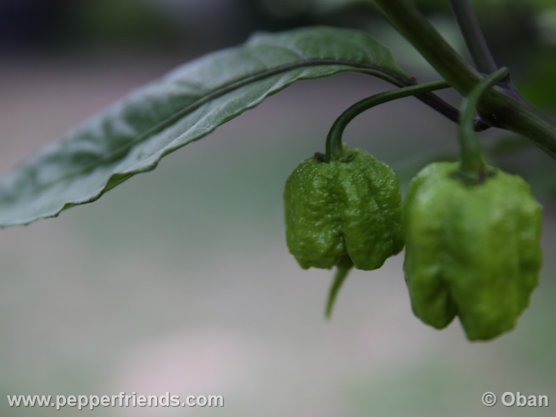 carolina-reaper_001_frutto_02.jpg