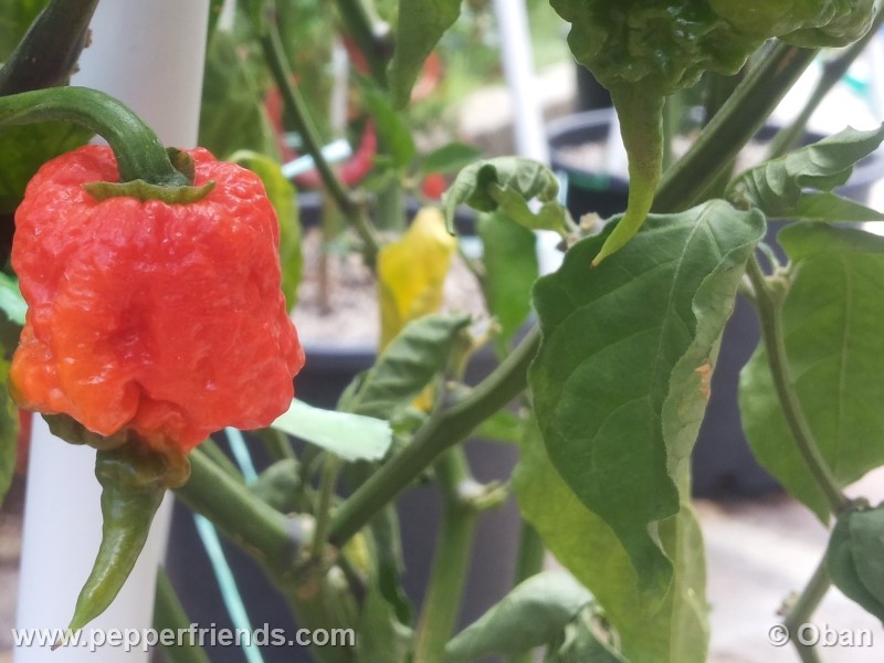 carolina-reaper_001_frutto_13.jpg