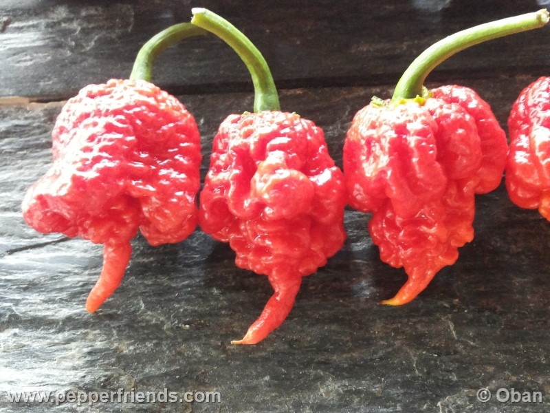 https://www.pepperfriends.org/uploads/carolina-reaper/001/carolina-reaper_001_frutto_30.jpg