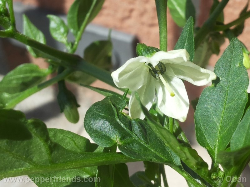 cayenne-golden_001_fiore_01.jpg