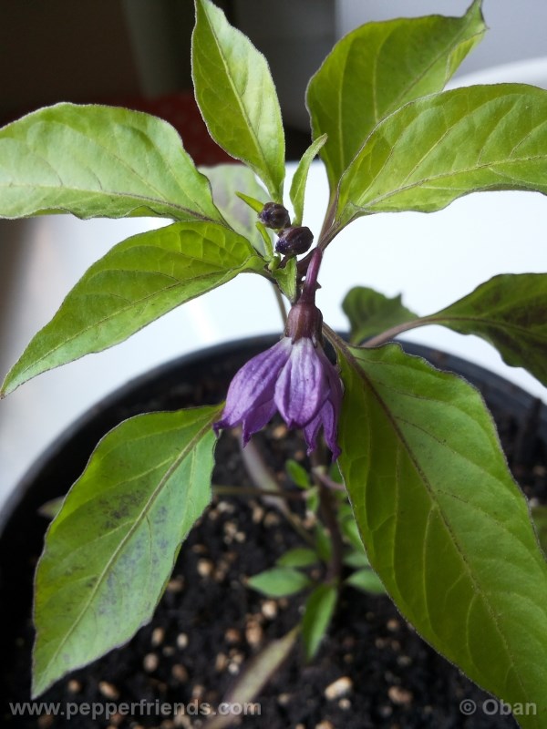 cayenne-purple_001_fiore_%2001.jpg