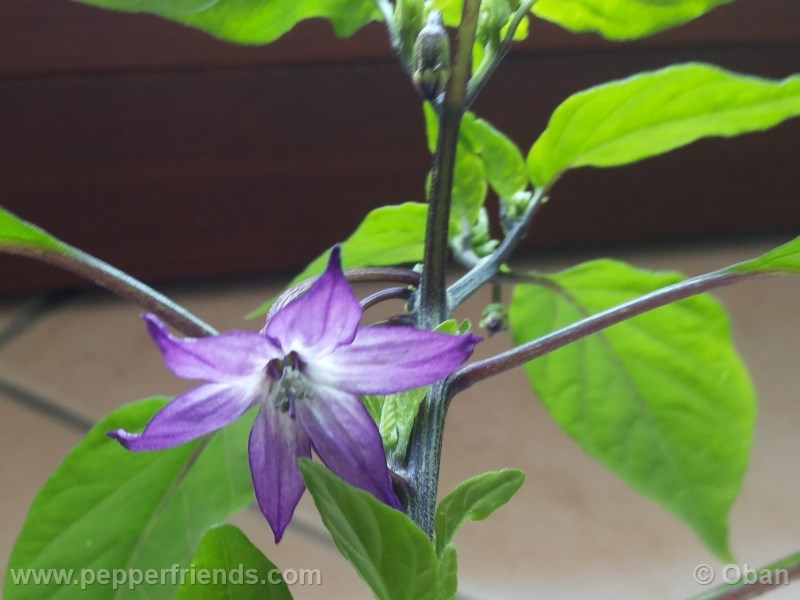 cayenne-purple_001_fiore_%2004.jpg