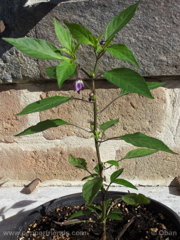 cayenne-purple_001_fiore_%2005.jpg